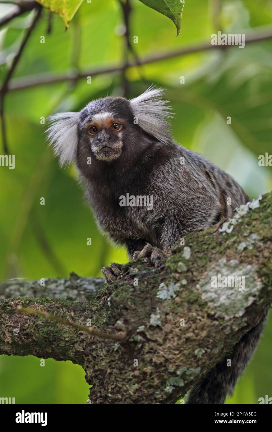 Marmoset (Callithrix jacchus), Erwachsener, auf einem Ast sitzend, Atlantischer Regenwald, Reserva Ecologica de Guapi Assu, Staat Rio de Janeiro, Brasilien Stockfoto