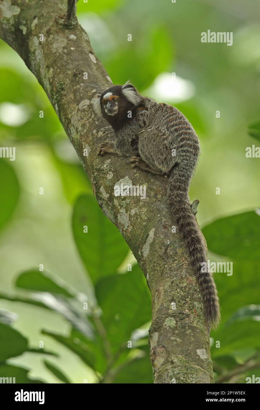 Marmoset (Callithrix jacchus), Erwachsener, Klammern an Baumstamm, Atlantischer Regenwald, Reserva Ecologica de Guapi Assu, Staat Rio de Janeiro, Brasilien Stockfoto