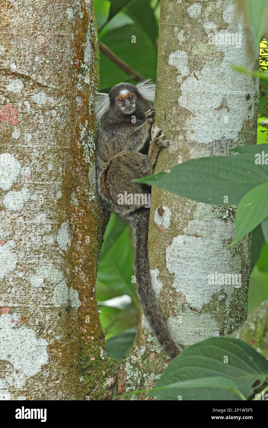 Marmoset (Callithrix jacchus), Erwachsener, Klammern an Baumstamm, Atlantischer Regenwald, Reserva Ecologica de Guapi Assu, Staat Rio de Janeiro, Brasilien Stockfoto