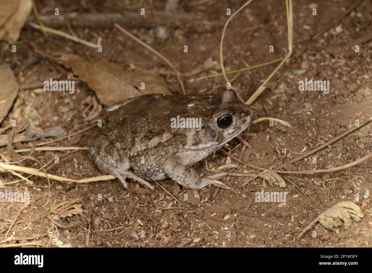 Gutteral Kröte (Amietophrynus gutturalis), Erwachsener, Shaba National Reserve, Kenia Stockfoto