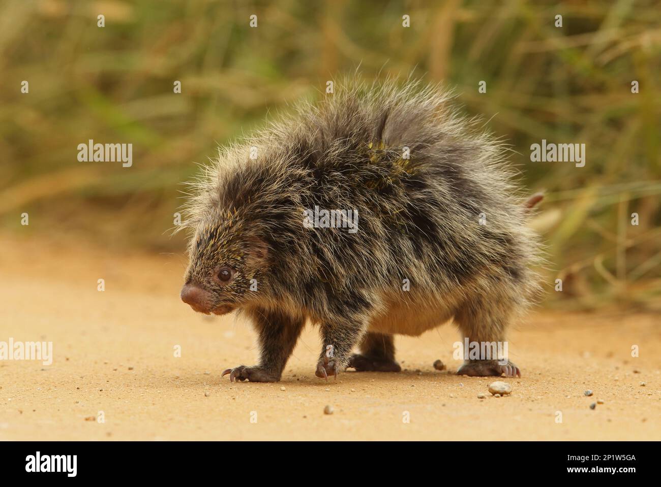 Hairy Dwarf Porcupine (Sphiggurus villosus), Erwachsener, auf der Strecke stehend, Atlantic Rainforest, Rio de Janeiro State, Brasilien Stockfoto