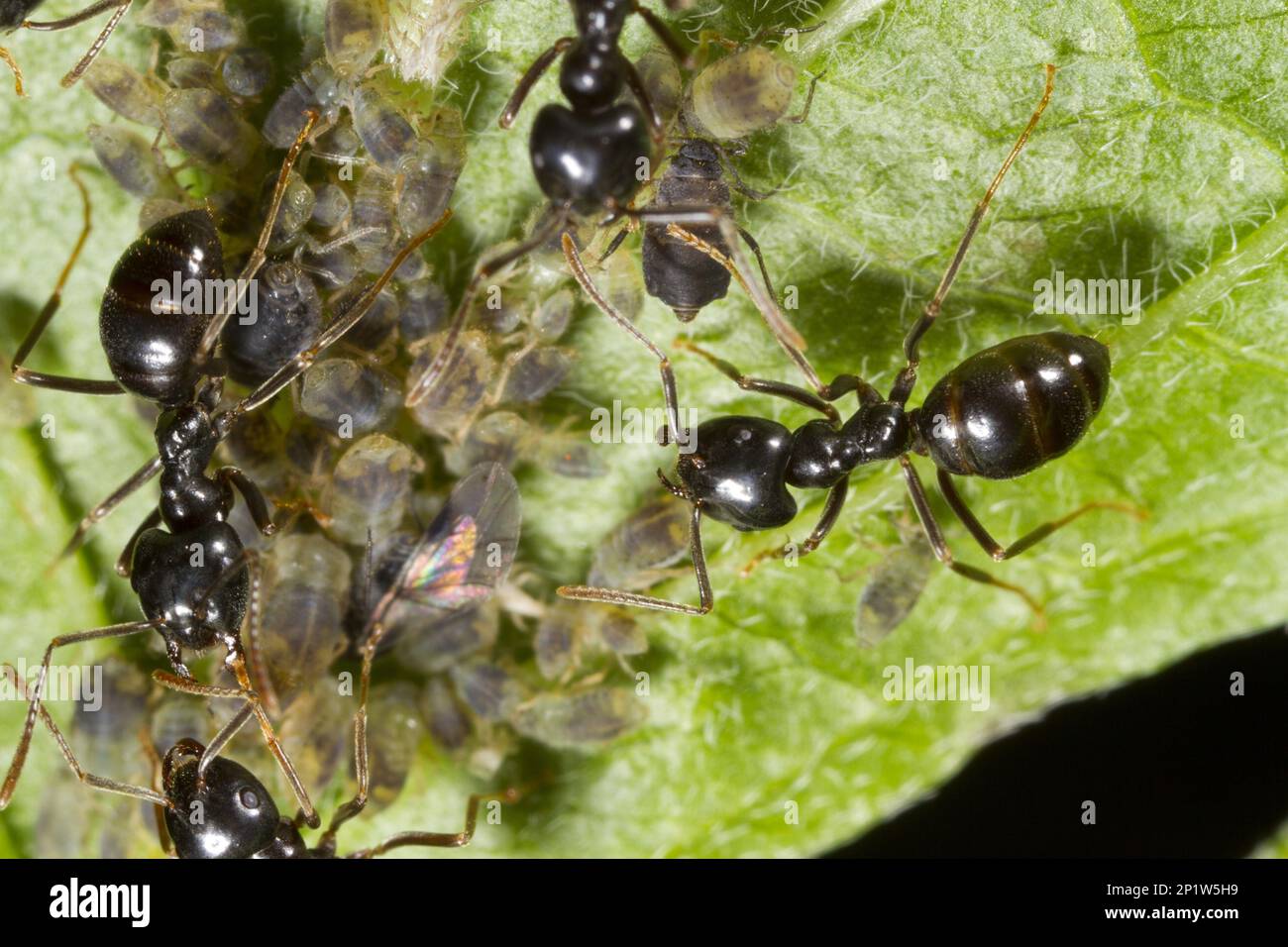 Glänzende schwarze Holzameise, Pappameise, Jet Ameise (Lasius fuliginosus), Pappameise, andere Tiere, Insekten, Tiere, Ameisen, Jet-Black Ameise Erwachsener Stockfoto