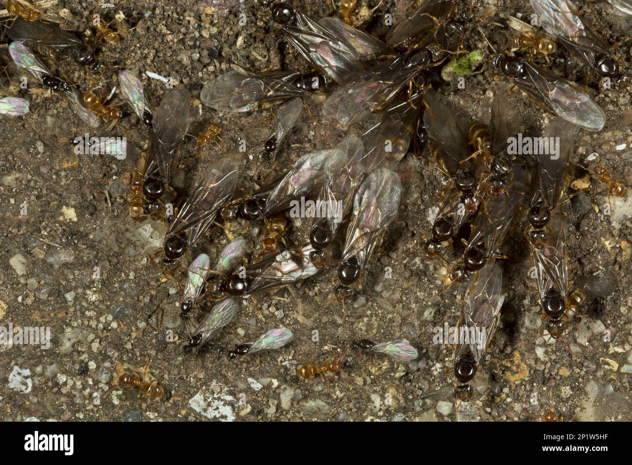Red Ant (Myrmica rubra) Erwachsene Arbeitnehmer und geflügelte Männer und Frauen, Gruppe, die aus dem Nest in Garden, Dorset, England, Vereinigtes Königreich, herauskommt Stockfoto