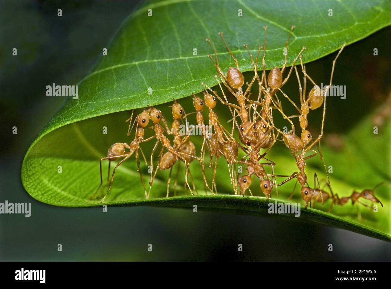 Asiatische Weaver Ant, Weberameisen (Oecophylla smaragdina), andere Tiere, Insekten, Tiere, Ameisen, Green Weaver Ant Erwachsene Arbeiter, Gruppe, die Blätter flicken Stockfoto