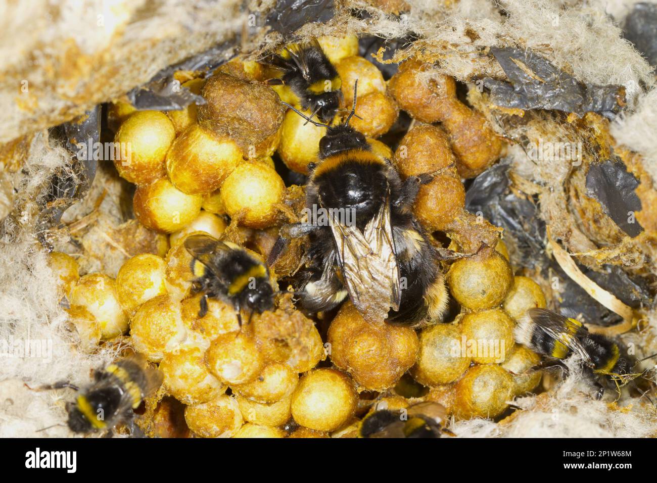 Ausgewachsene weibliche Königin und Arbeiterinnen, in Nest, Powys, Wales, Vereinigtes Königreich Stockfoto