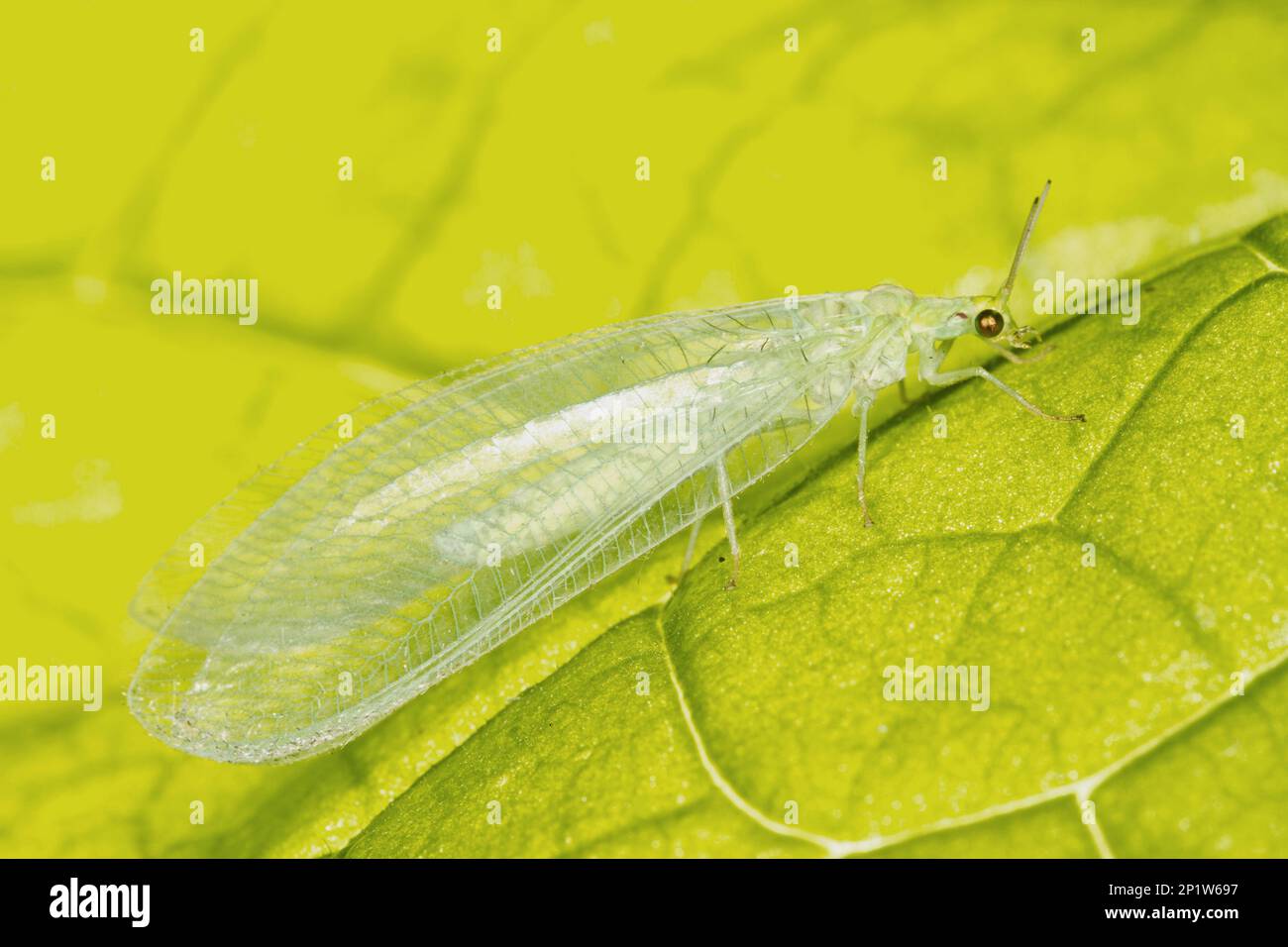 Common Green Lacewing (Chrysoperla carnea), Erwachsener, ruhend auf Blatt, Powys, Wales, Vereinigtes Königreich Stockfoto