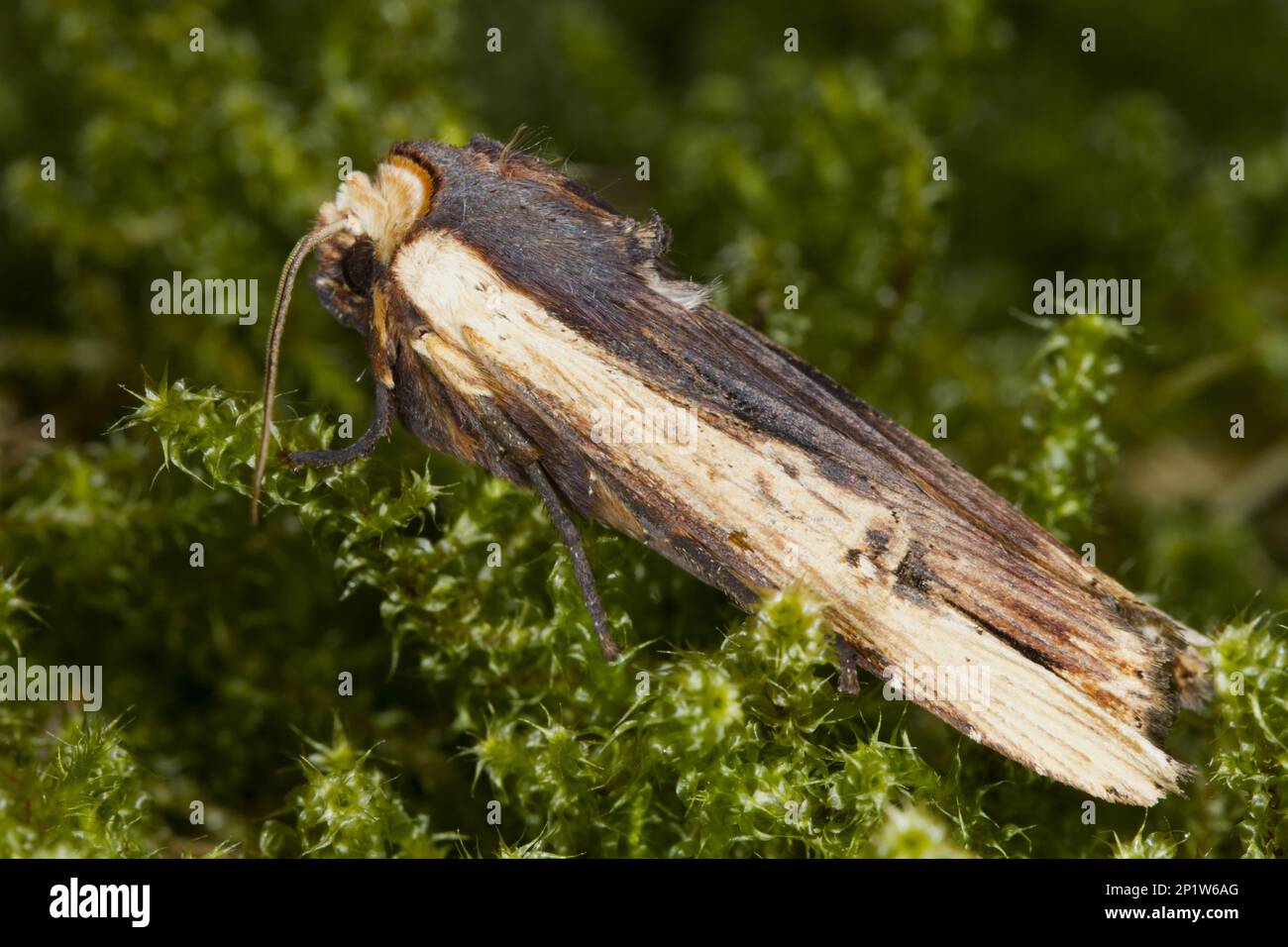 Braunmooseule, Rotschwertgras (Xylena vetusta), Braunmosseier, blassgelbe Mosseier, Insekten, Motten, Schmetterlinge, Tiere, Andere Tiere, Red Stockfoto