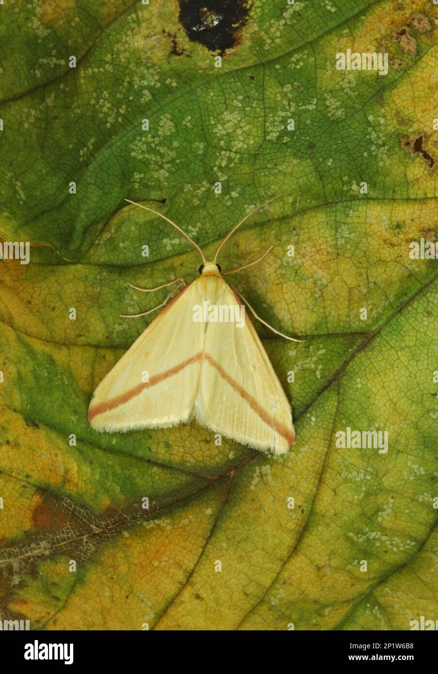 Vestal (Rhodometra sacraria), Erwachsener, auf Blatt ruhend, Eccles-on-Sea, Norfolk, England, Vereinigtes Königreich Stockfoto