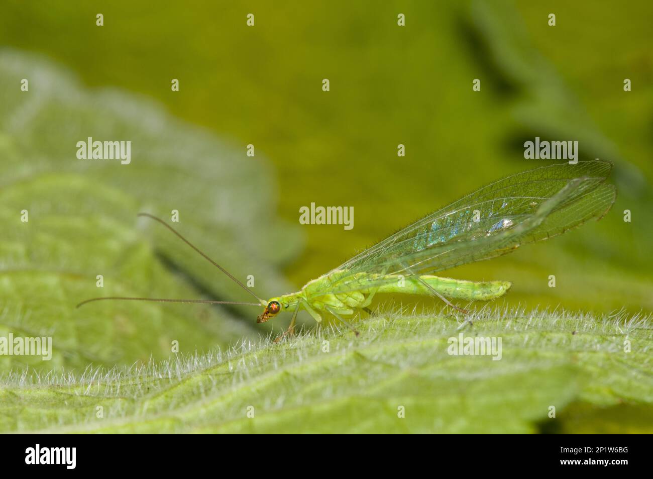 Common Green Lacewing (Chrysoperla carnea), Erwachsener, auf Blatt im Garten, Thirsk, North Yorkshire, England, Großbritannien Stockfoto