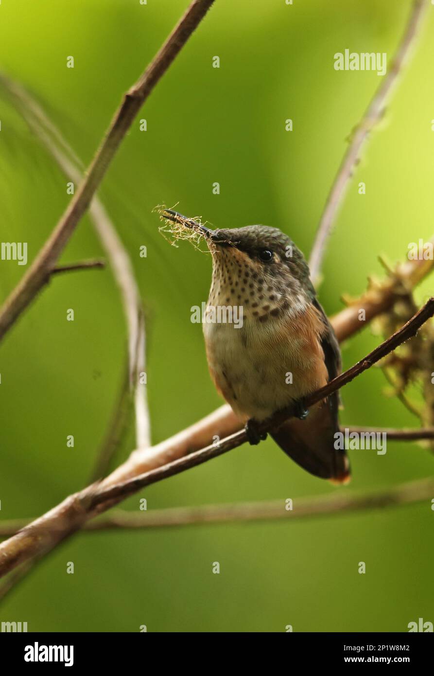 Weinhaltiger Hummingbird (Atthis ellioti selasphoroides), weiblich, mit Nistmaterial im Schnabel, sitzt auf einem Ast, La Tigra N.P., Honduras Stockfoto