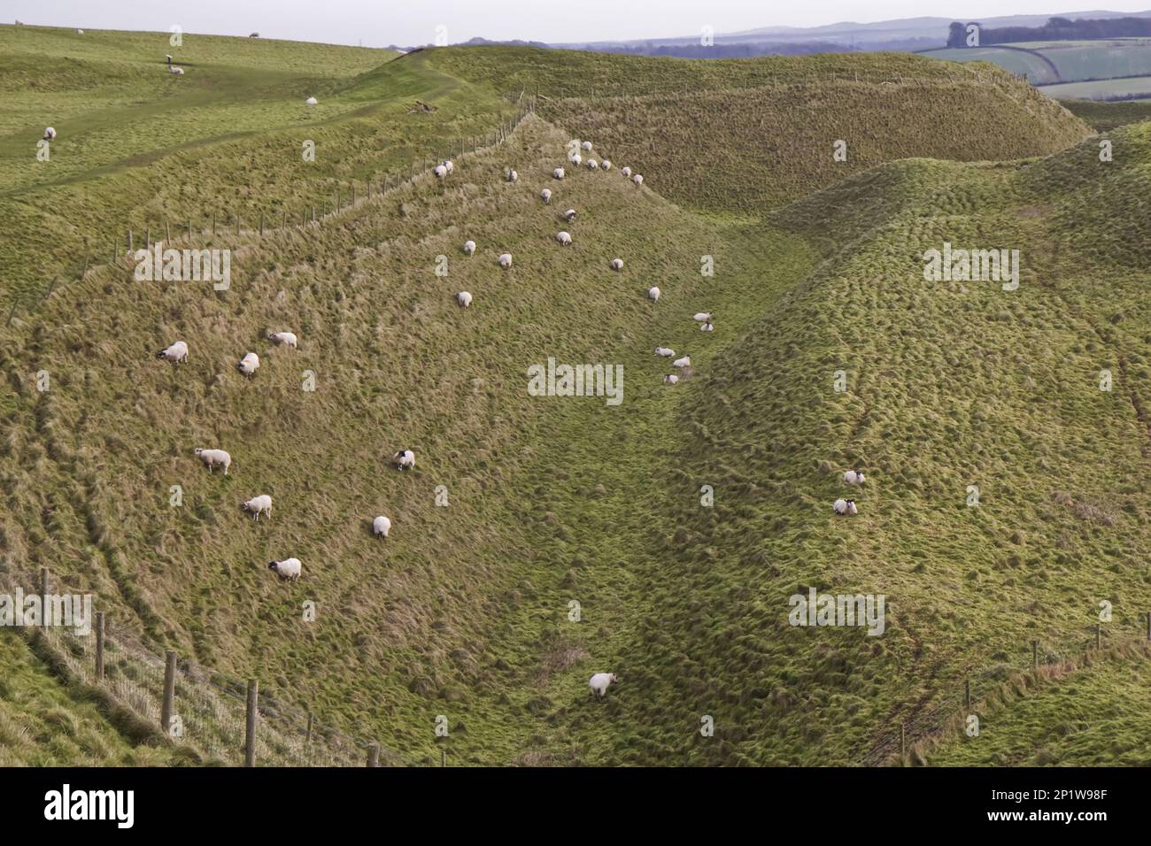 Hausschafe, Herde, Weiden als Managementinstrument auf den Stadtmauern des alten Hügelfort, Maiden Castle, Dorchester, Dorset, England, Vereinigtes Königreich Stockfoto