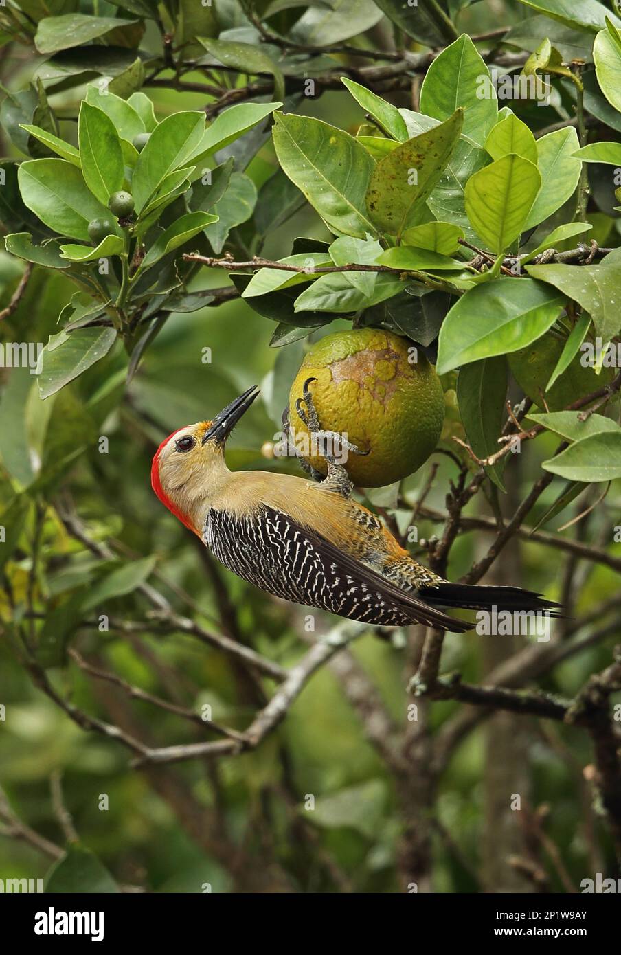 Velasquez-Specht (Melanerpes santacruzi santacruzi), männlicher Erwachsener, Fütterung von Orangen, Yojoa-See, Honduras Stockfoto