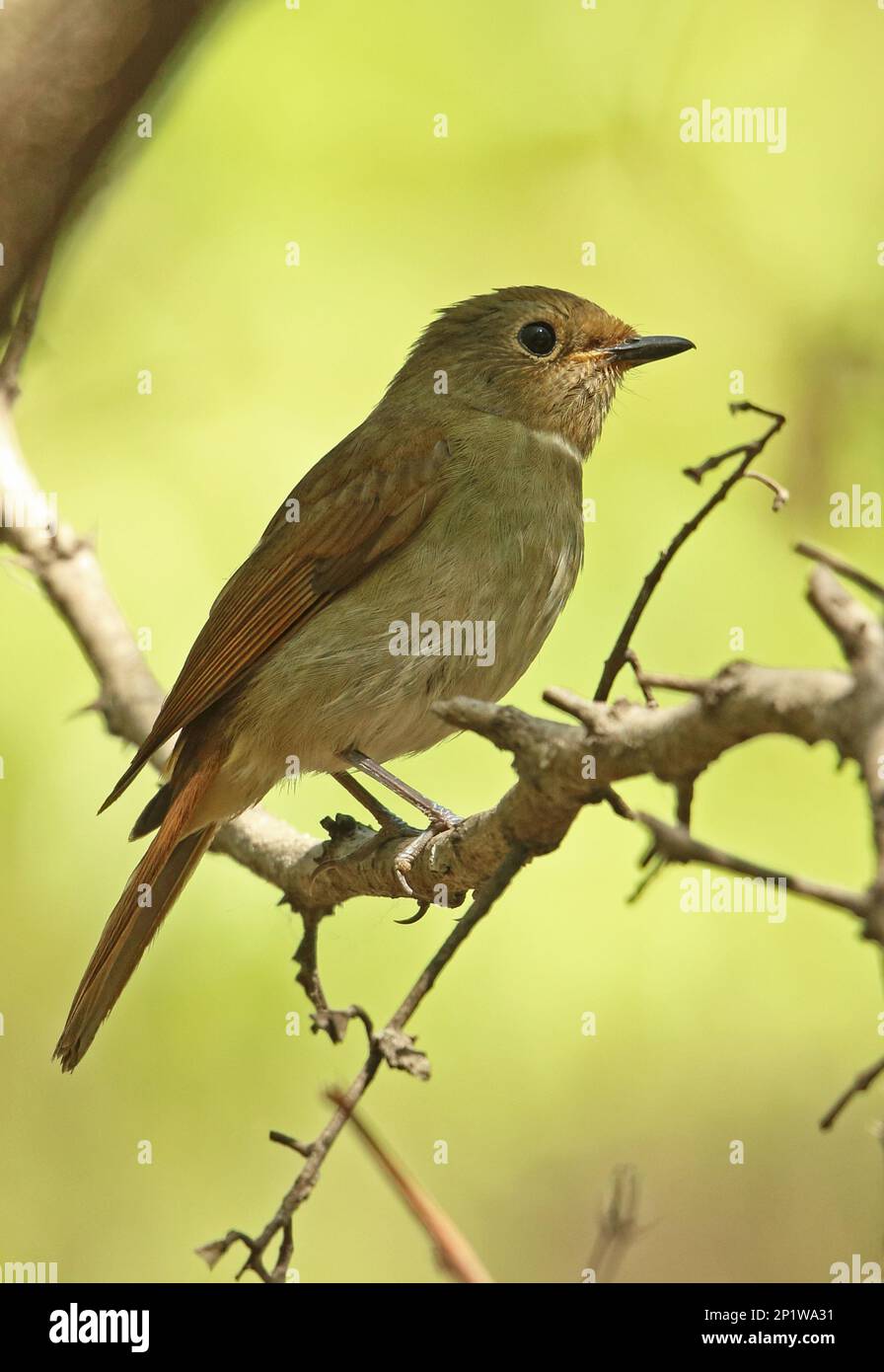 Fujian Niltava (Niltava davidi), weiblich, Vagrant nördlich der Reichweite, hoch oben auf dem Zweig, Beidaihe, Hebei, China Stockfoto