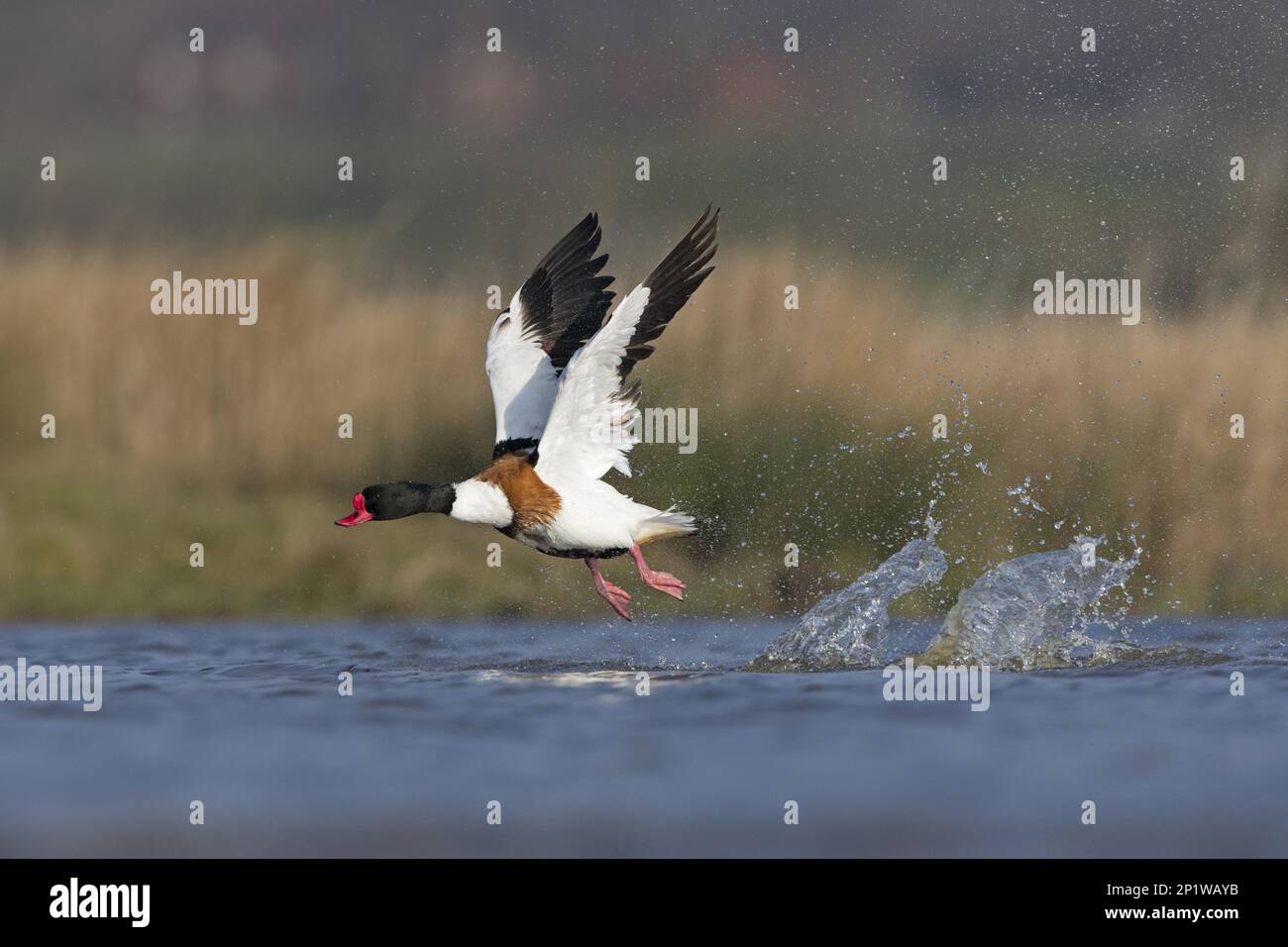 Gewöhnliche Shelente (Tadorna tadorna), männlich, fliegend, Abflug aus dem Teich, Suffolk, England, Vereinigtes Königreich Stockfoto