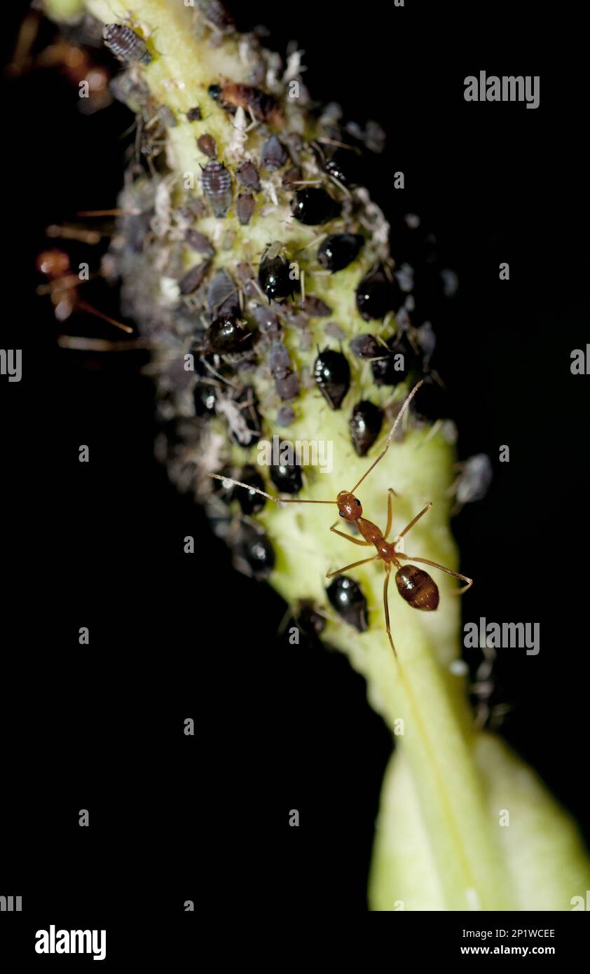 Asiatische Weberameise, Weberameise (Oecophylla smaragdina), andere Tiere, Insekten, Tiere, Ameisen, Green Weaver Ant, ausgewachsener Arbeiter, der Blattläuse auf Pflanzen pflegt Stockfoto