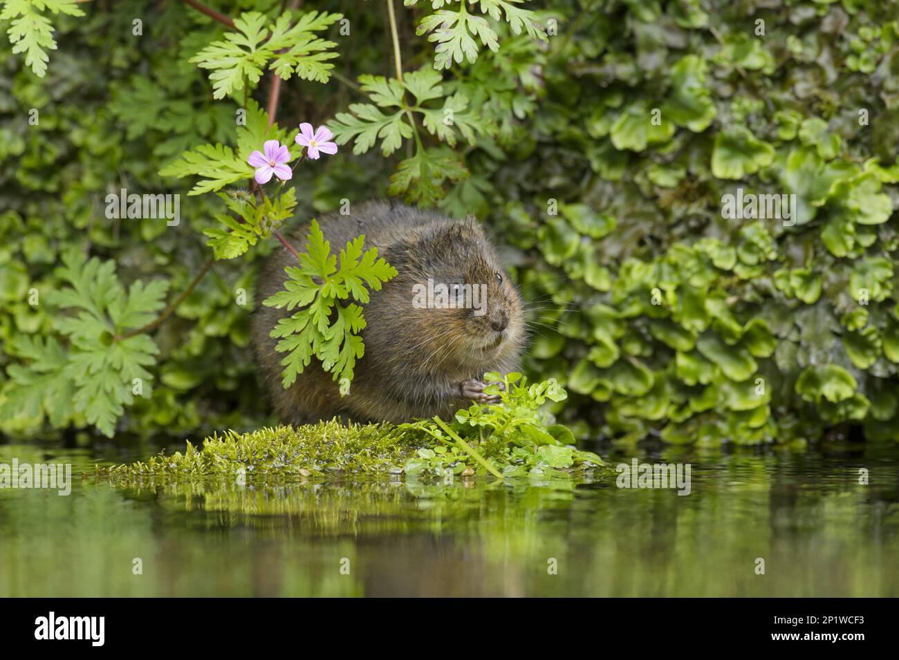 Europäische Wasservole (Arvicola amphibius), Kent, Großbritannien. Nahrung von Fool's Watercress (Apium nodiflorum). (April 2015) Stockfoto