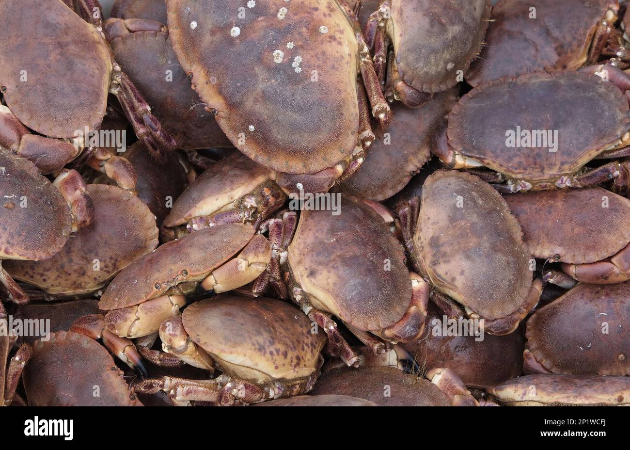 Taschenkrebse (Cancer pagurus) Fresh Catch, Sheringham, Norfolk, England, Vereinigtes Königreich Stockfoto
