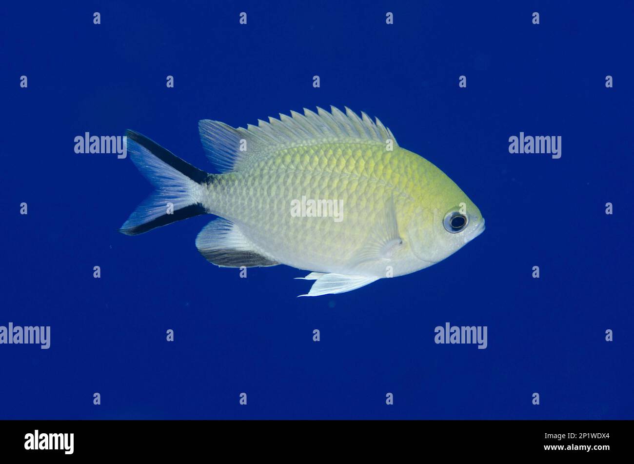 Schwalbenschwanz, philippinen-Chromis (Chromis scotochiloptera), andere Tiere, Fische, Tiere, Philippinen-Chromis, Anti-Schovie Sea Mount Tauchplatz Stockfoto