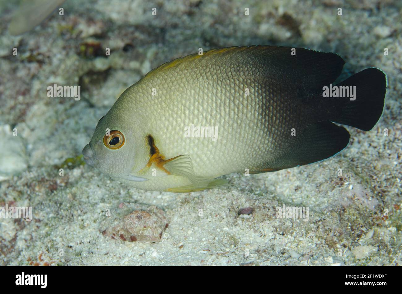 Perlkappenfische (Centropyge vroliki), Perlkappenfische, andere Tiere, Fische, Tiere, Engelsfisch, Perlenstich-Engelsfisch, Hochzeitskuchen Stockfoto