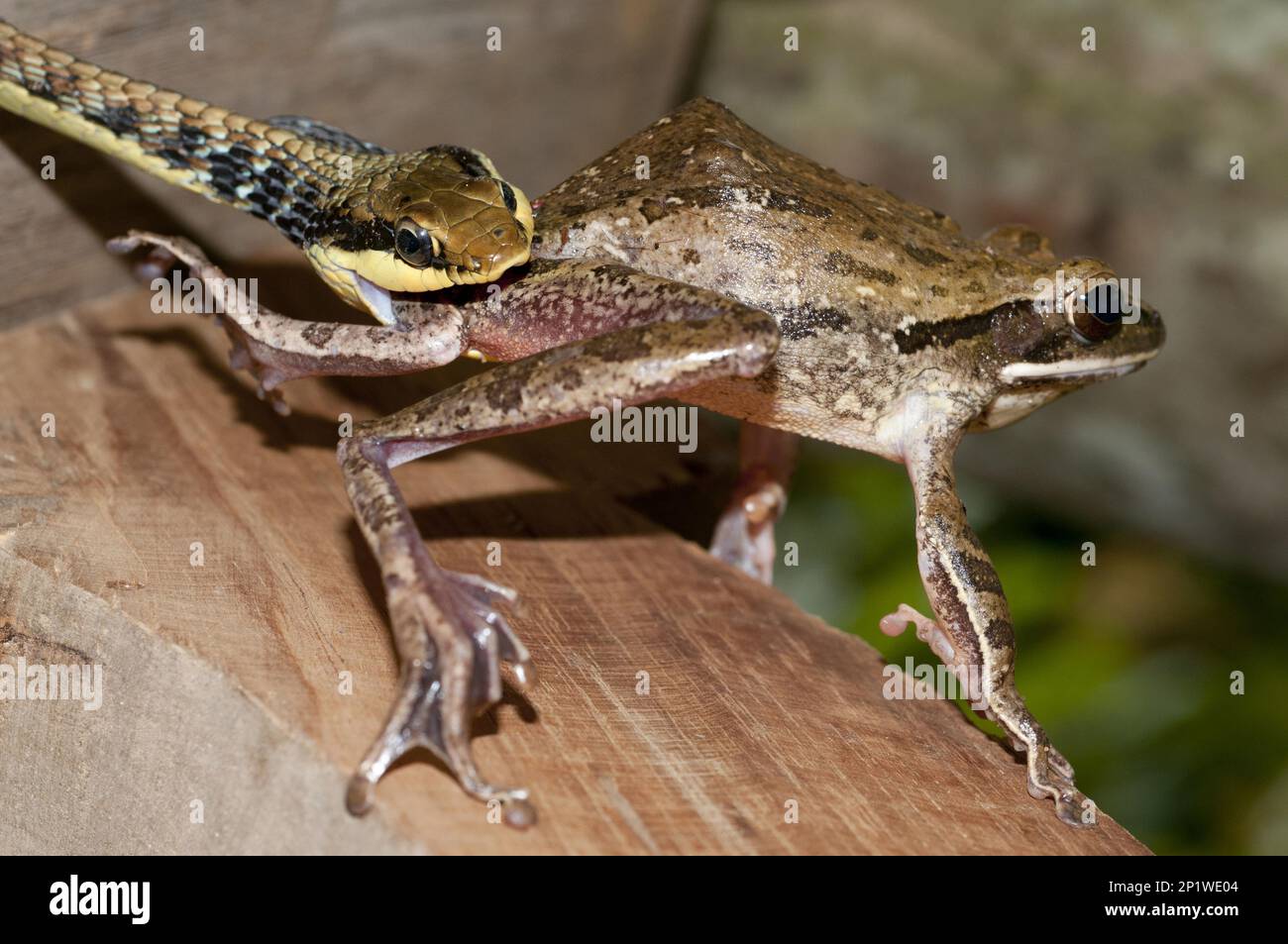 Bemalte Bronzeback (Dendrelaphis pictus), mit gefangenem asiatischen Goldbaumfrosch (Polypedate Leucomystax), Klungkung, Bali, Indonesien Stockfoto