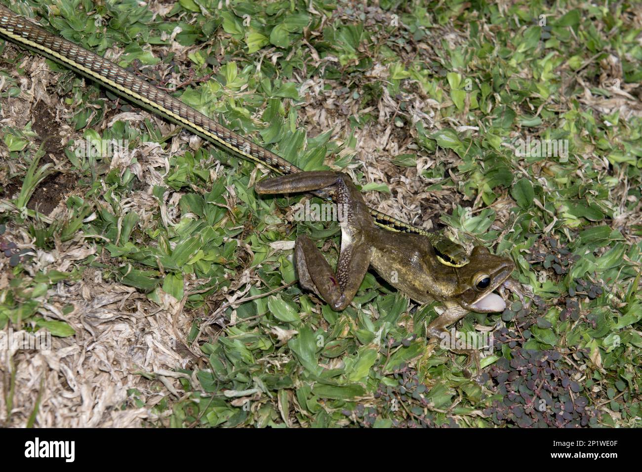 Bemalte Bronzeback (Dendrelaphis pictus), mit gefangenem asiatischen Goldbaumfrosch (Polypedate Leucomystax), Klungkung, Bali, Indonesien Stockfoto
