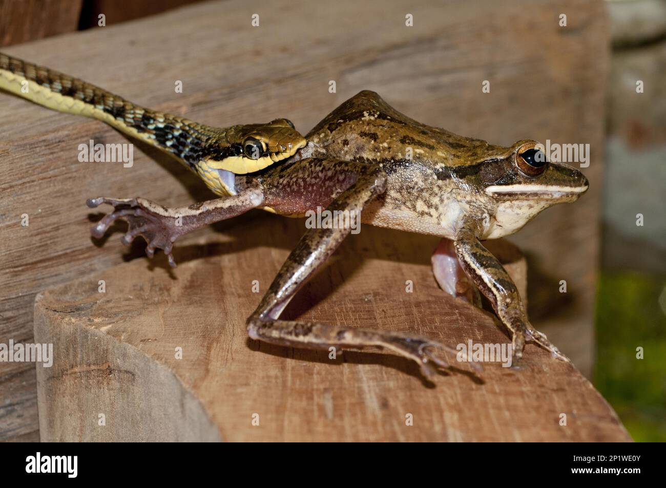 Bemalte Bronzeback (Dendrelaphis pictus), mit gefangenem asiatischen Goldbaumfrosch (Polypedate Leucomystax), Klungkung, Bali, Indonesien Stockfoto