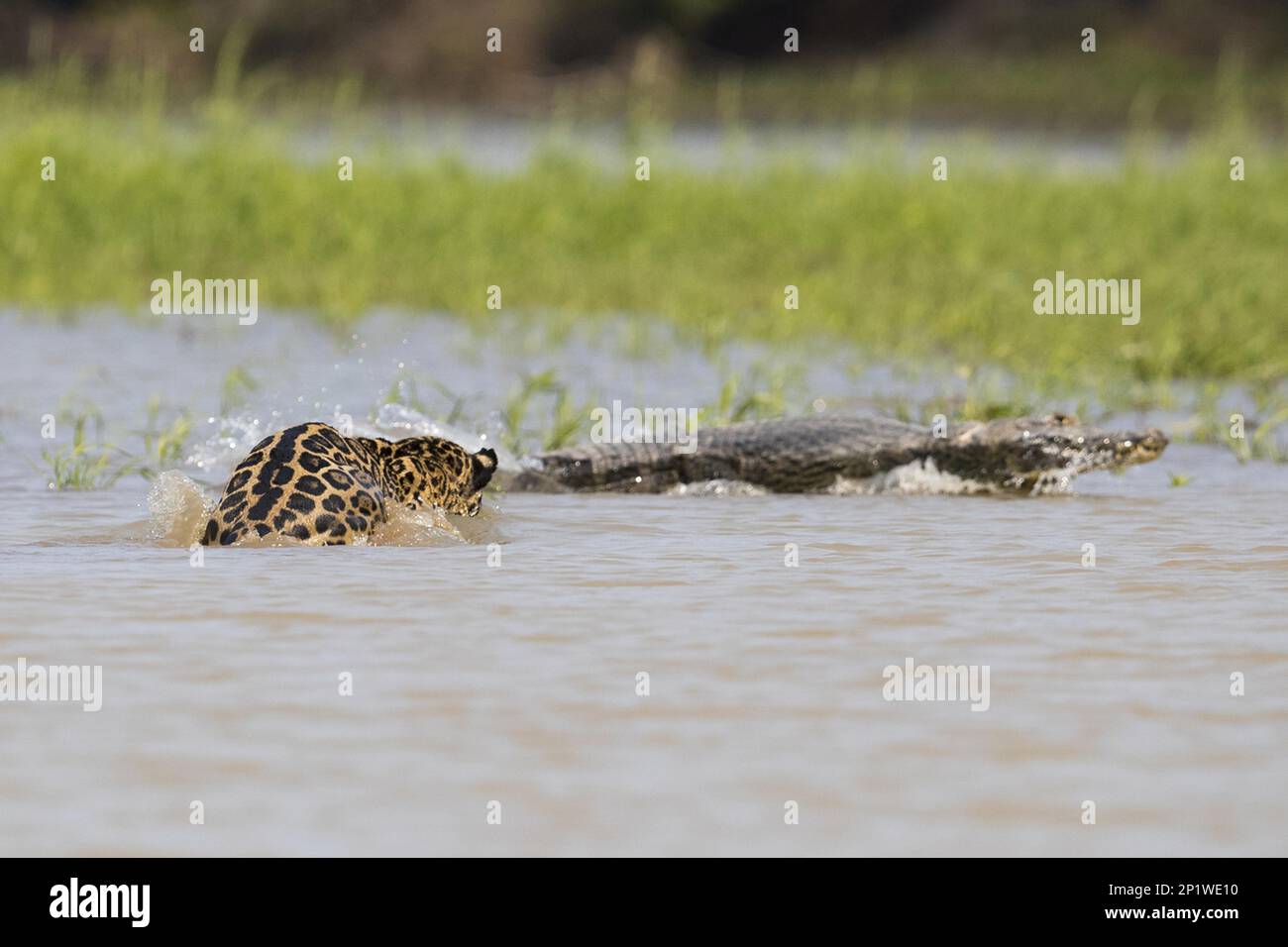 südamerikanischer jaguar (Panthera onca palustris), Erwachsener, der Paraguayan Yacare Caiman (Caiman Yacare) als Beute im Wasser, Cuiaba River, Mato Grosso verfolgt Stockfoto