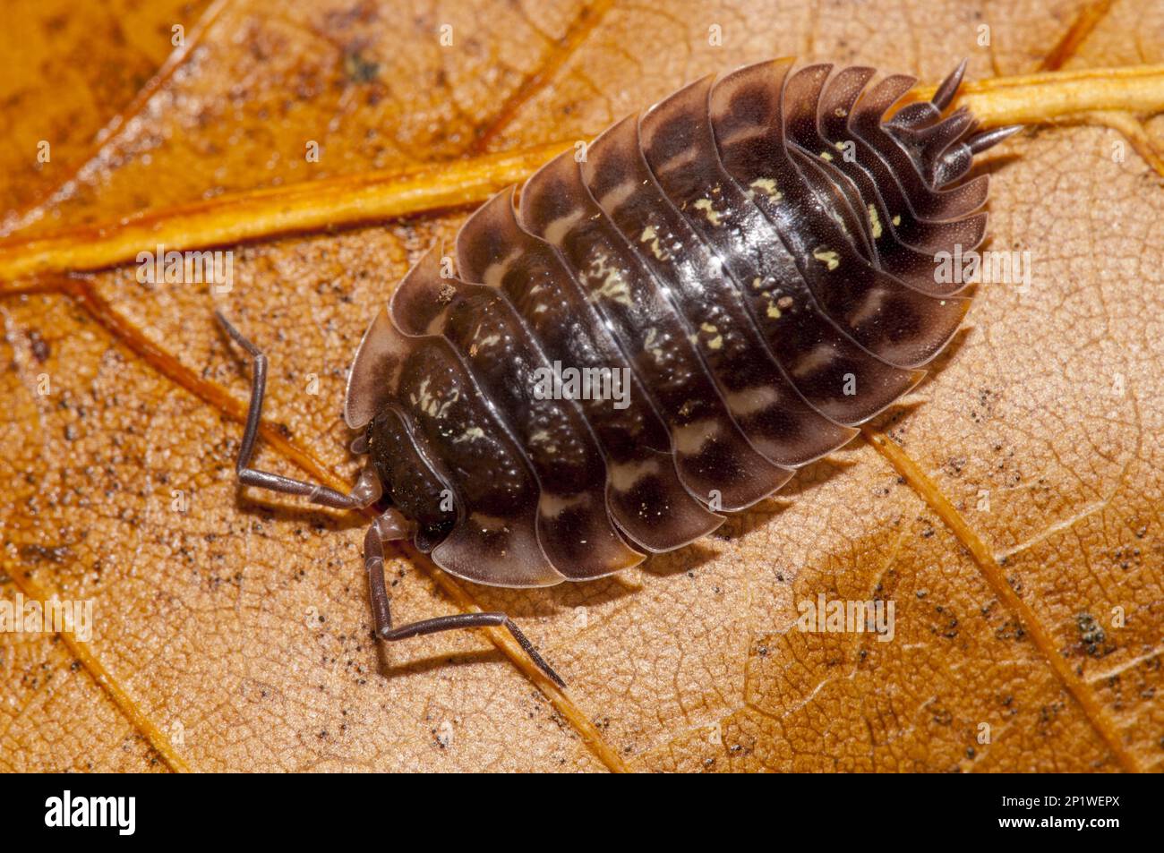 Eine gewöhnliche, glänzende Laus (Oniscus asellus), die im Clumber Park, Nottinghamshire, über ein Herbstblatt spaziert Stockfoto