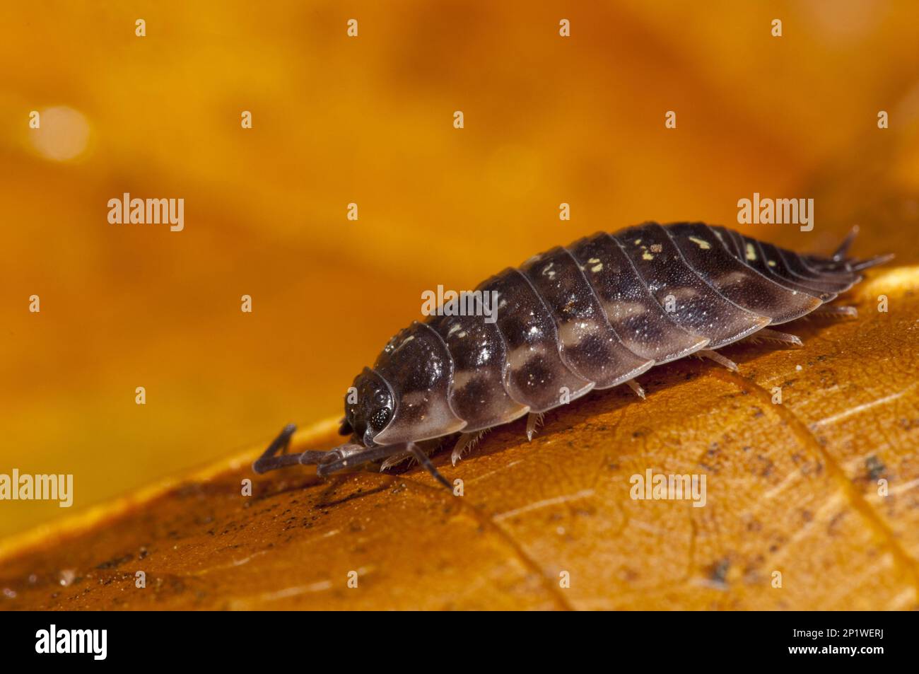 Eine gewöhnliche, glänzende Laus (Oniscus asellus), die im Clumber Park, Nottinghamshire, über ein Herbstblatt spaziert Stockfoto