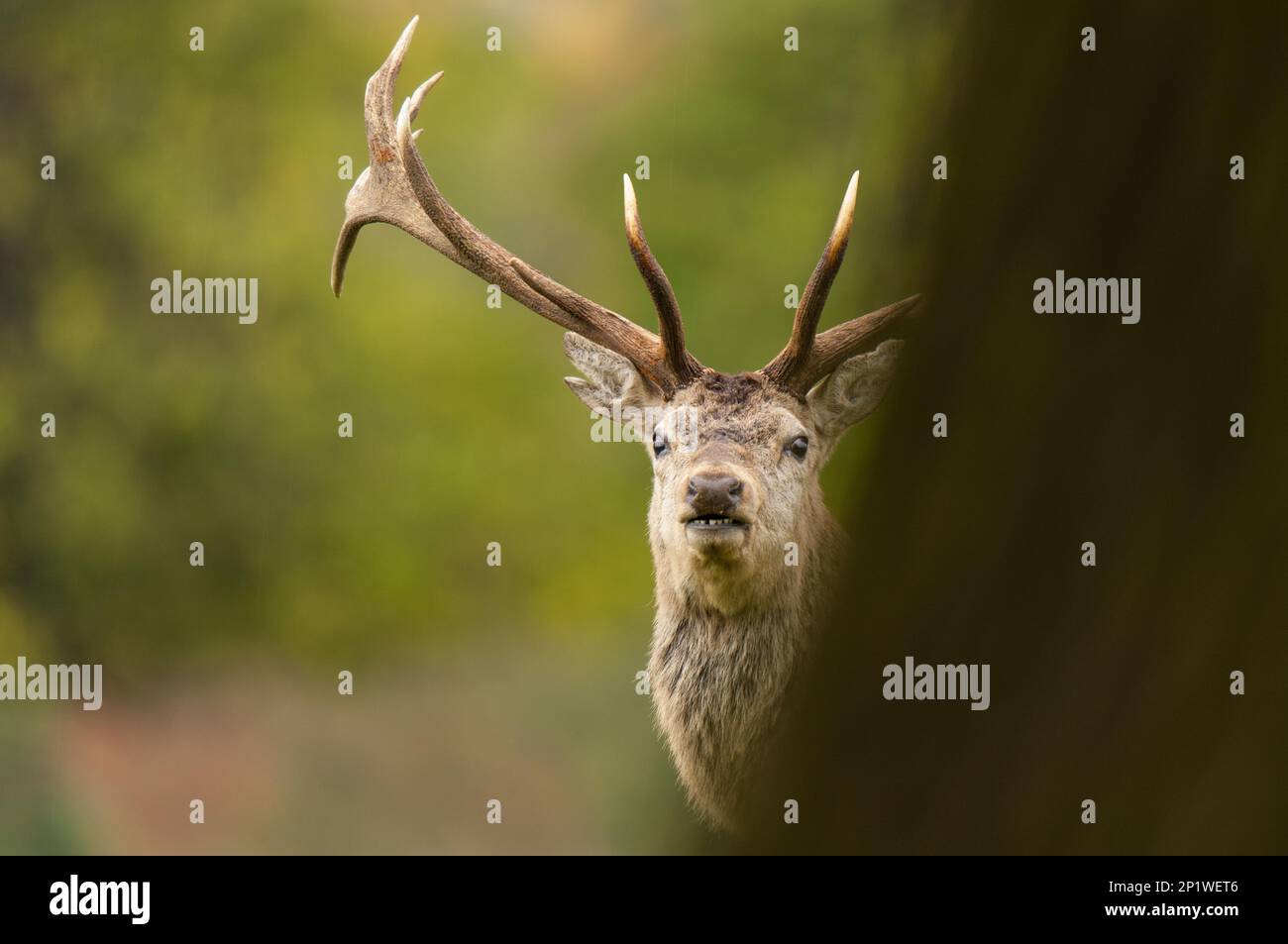 Ein erwachsener Hirsch (Cervus elaphus), der hinter einem Baumstamm in Studley Royal, Ripon, North Yorkshire, späht Stockfoto