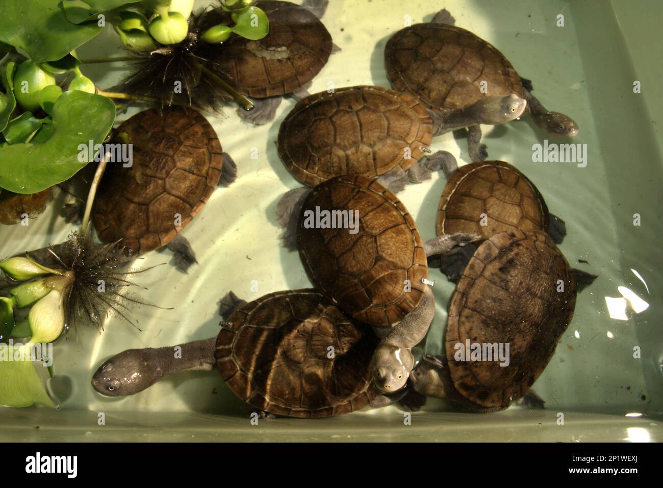 Süßwasserschildkröten, die vom Aussterben bedroht (kritisch gefährdet) sind und auf der indonesischen Rote-Insel endemisch sind, die Schlangenschildkröten (Chelodina mcccordi), werden in einer lizenzierten Ex-situ-Zuchteinrichtung in Jakarta fotografiert. „Die Rote-Insel-Schildkröte mit Schlangenhalsausschnitt ist ein verblüffendes Beispiel dafür, wie nicht nachhaltiger Handel ganze Arten an den Rand des Aussterbens gebracht hat“, so Jim Breheny, Executive Vice President und Director des Bronx Zoo der Wildlife Conservation Society (WCS), veröffentlicht am 7. September 2022 im WCS Newsroom. Stockfoto