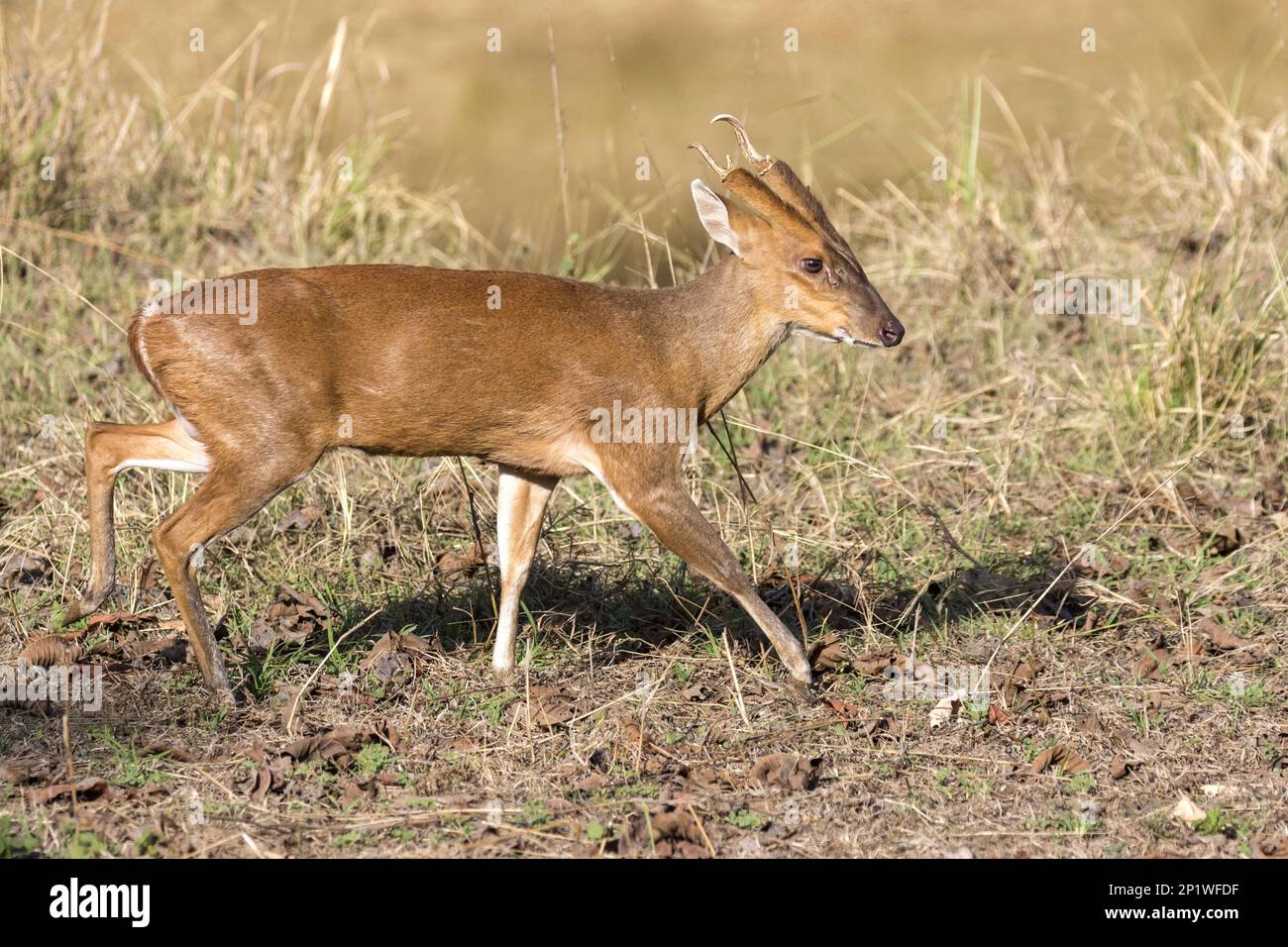 muntjac, indischer Muntjac (Muntiacus), indischer Muntjac, Hirsch, Huftiere, Säugetiere, Tiere, indischer Muntjak, männlicher Erwachsener im Grasland, Tadoba-Nationalpark Stockfoto