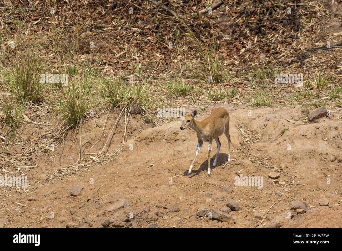 Vierhornantilope (Tetracerus quadricornis), Vierhornantilope, Antilopen, Huftiere, gleichzehige Huftiere, Säugetiere, Tiere, Vierhörner Stockfoto