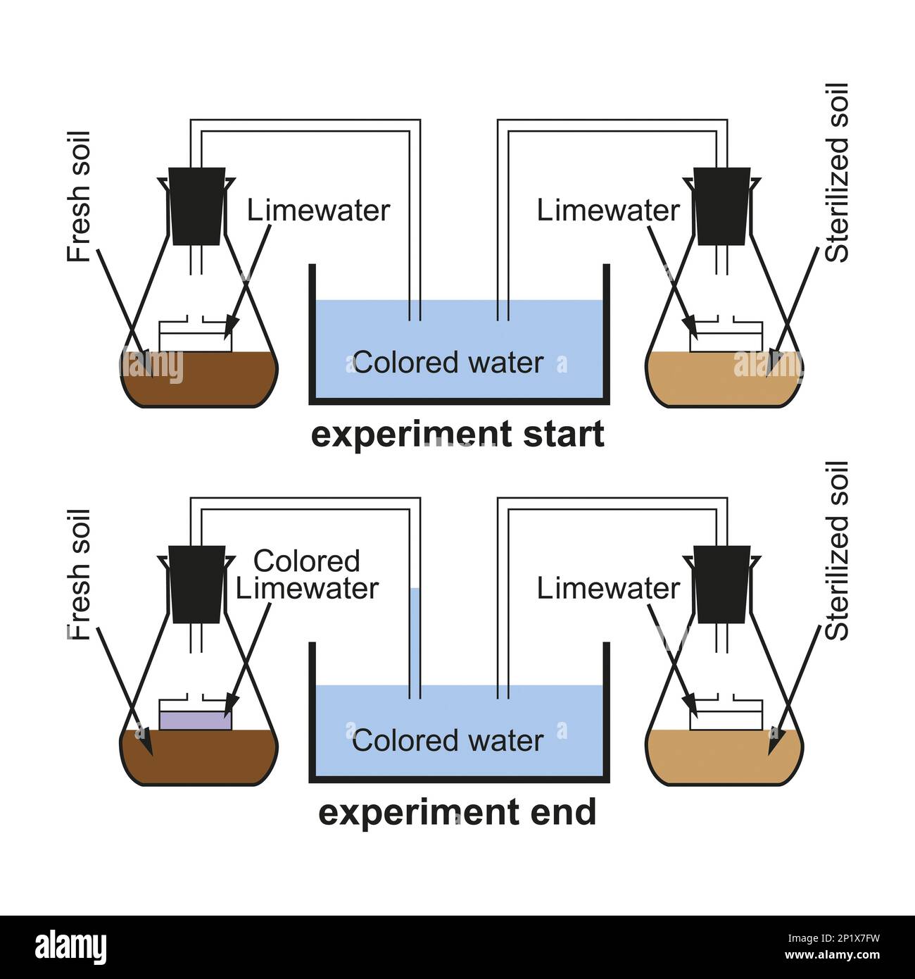 Atmungsexperiment, Illustration Stockfoto