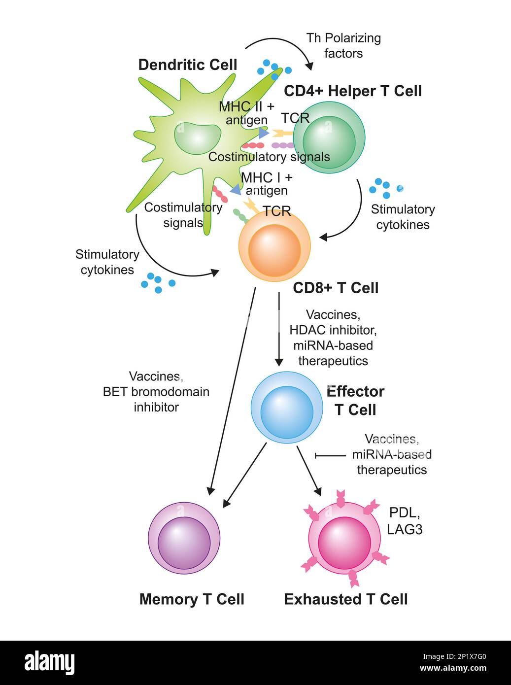 T-Zellenaktivierung, Illustration Stockfoto