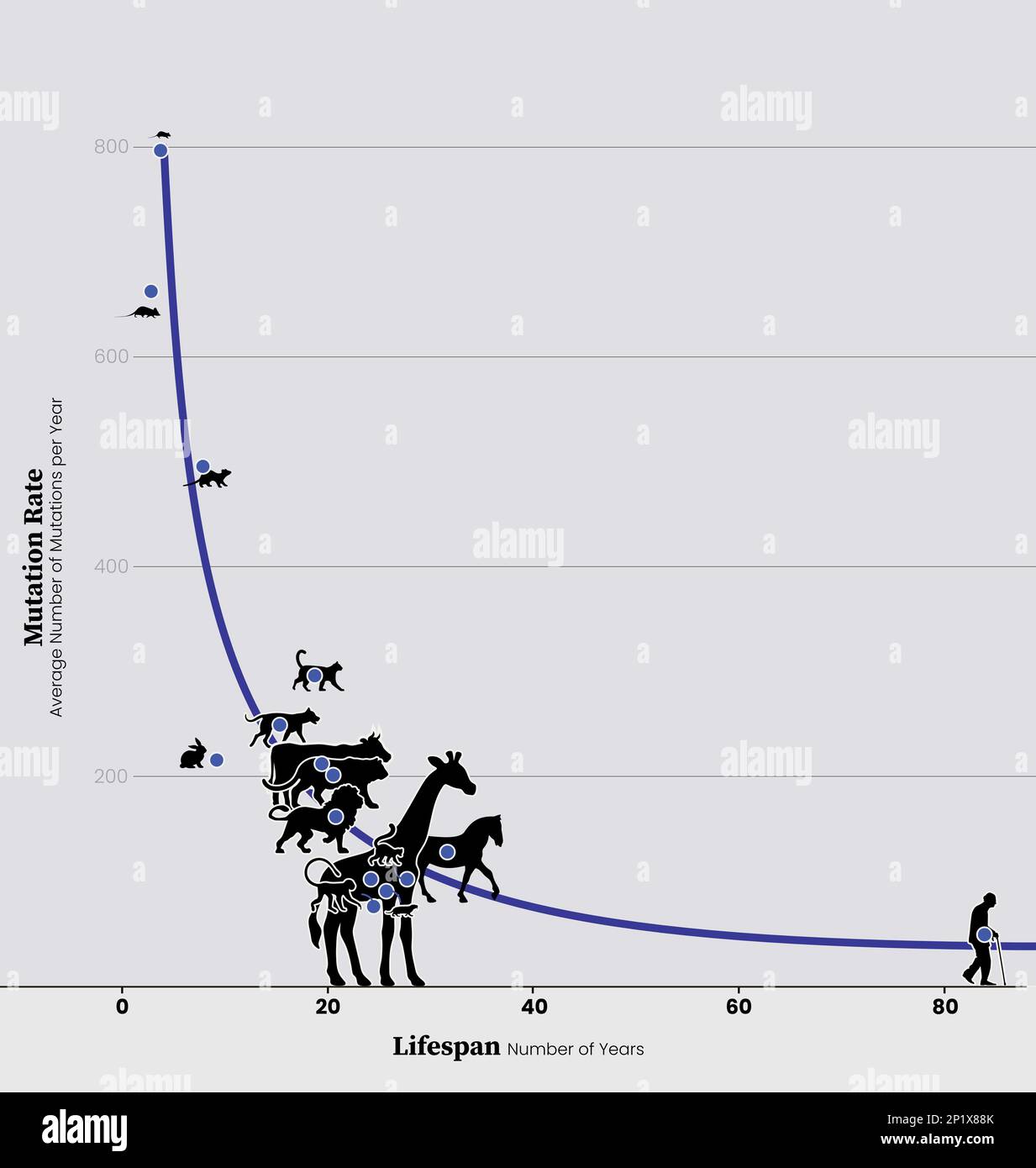 Lebensdauer und Mutationsrate, Diagramm Stockfoto