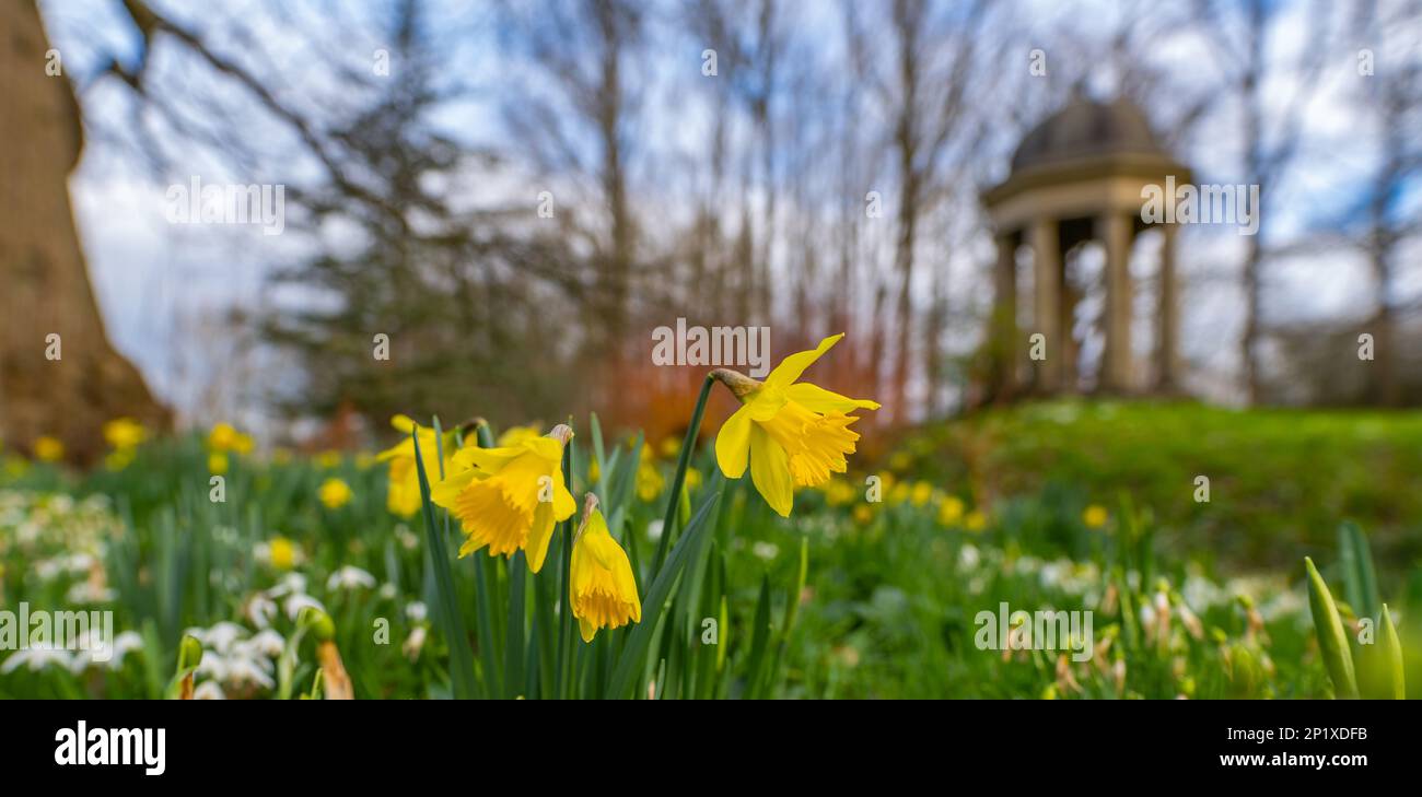 3. März 2023 Dodding Hall Gardens, Doddington, Near Lincoln, Lincolnshire, England, Das Wetter in Großbritannien, die Gärten, die farbenfrohe Szene heute in den Doddington Hal Gardens in der Nähe von Lincoln, das derzeit für den Spring Bulbs Pageant geöffnet ist. Der Frühlingsball-Wettbewerb wurde in den 1950er von Ralph und Antonia Jarvis gestartet. Ein spektakuläres Angebot an Frühlingszwiebeln, das Anfang Februar mit wunderbaren Schneeflocken und Winterakoniten, Cyclamen coum und Crocus tommasinianus beginnt und bis März und Anfang April mit Lilien und unserer einzigartigen Sammlung von historischen Narzissen (einschließlich) fortgesetzt wird Stockfoto