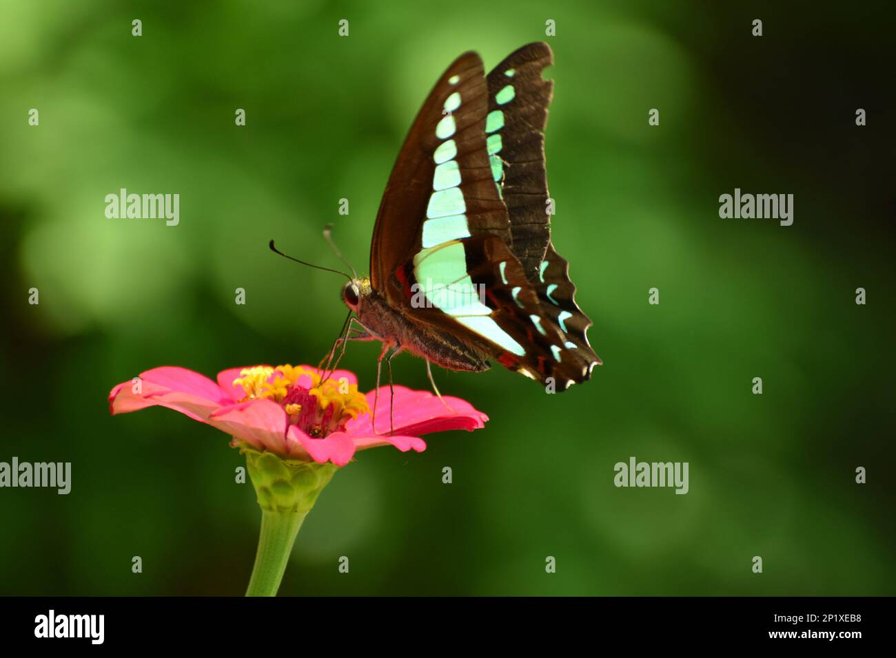 Bluebottle Butterfly besucht Zinnia-Blume. Java, Indonesien. Stockfoto