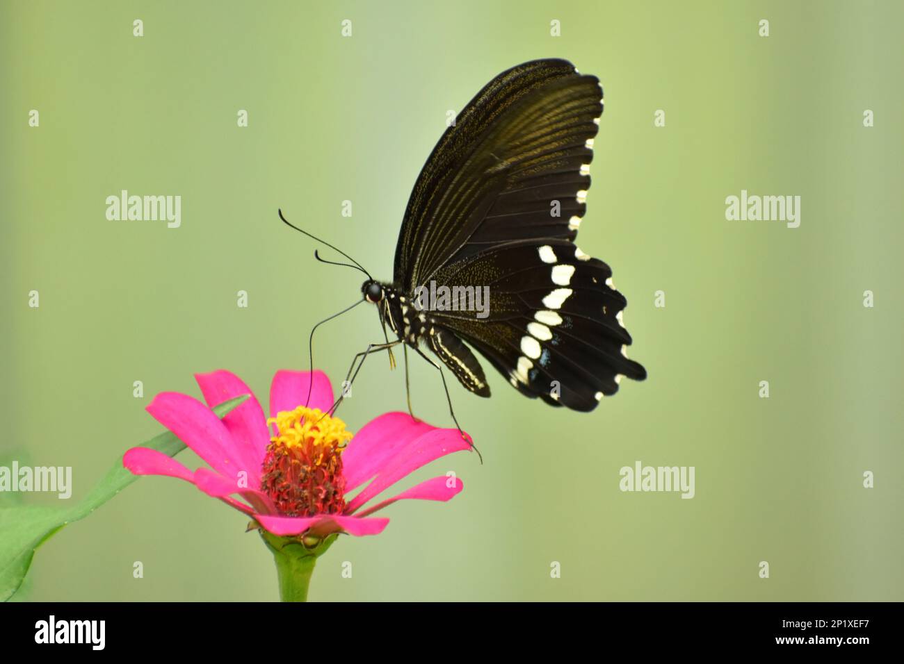 Gemeiner mormonenschwanz besucht Zinnia-Blume. Papilio polytes. Java, Indonesien Stockfoto