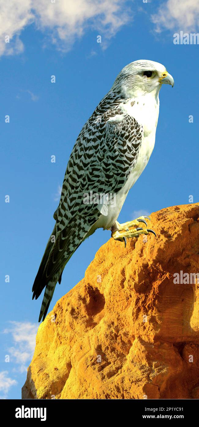 Der lateinische Name ist Falco rusticolus, der auf einem Handygehäuse sitzt Stockfoto