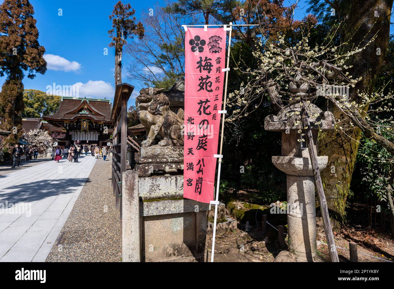 Kyoto, Japan - März 03 2023 : Kitano Tenmangu Schrein Pflaumenblütenfest im Frühling. Stockfoto