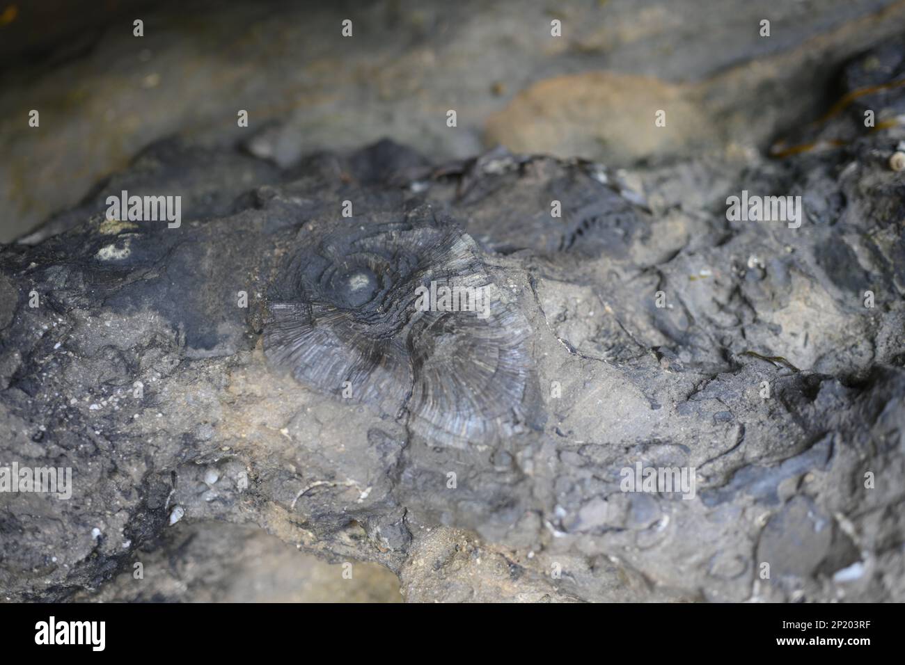 Rugose Korallen in Siltston, Fossil Island in der Pirates Bay, Tasmanische Halbinsel, Tasmanien, wo alte Meeresbänke enthüllt werden Stockfoto