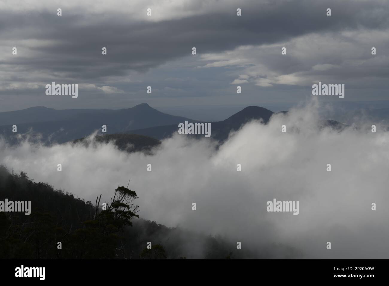 Über den Wolken der einheimischen Vegetation des Mount Wellington und dem riesigen Eukalyptus säumen die Berge und füllen das Tal darunter Stockfoto