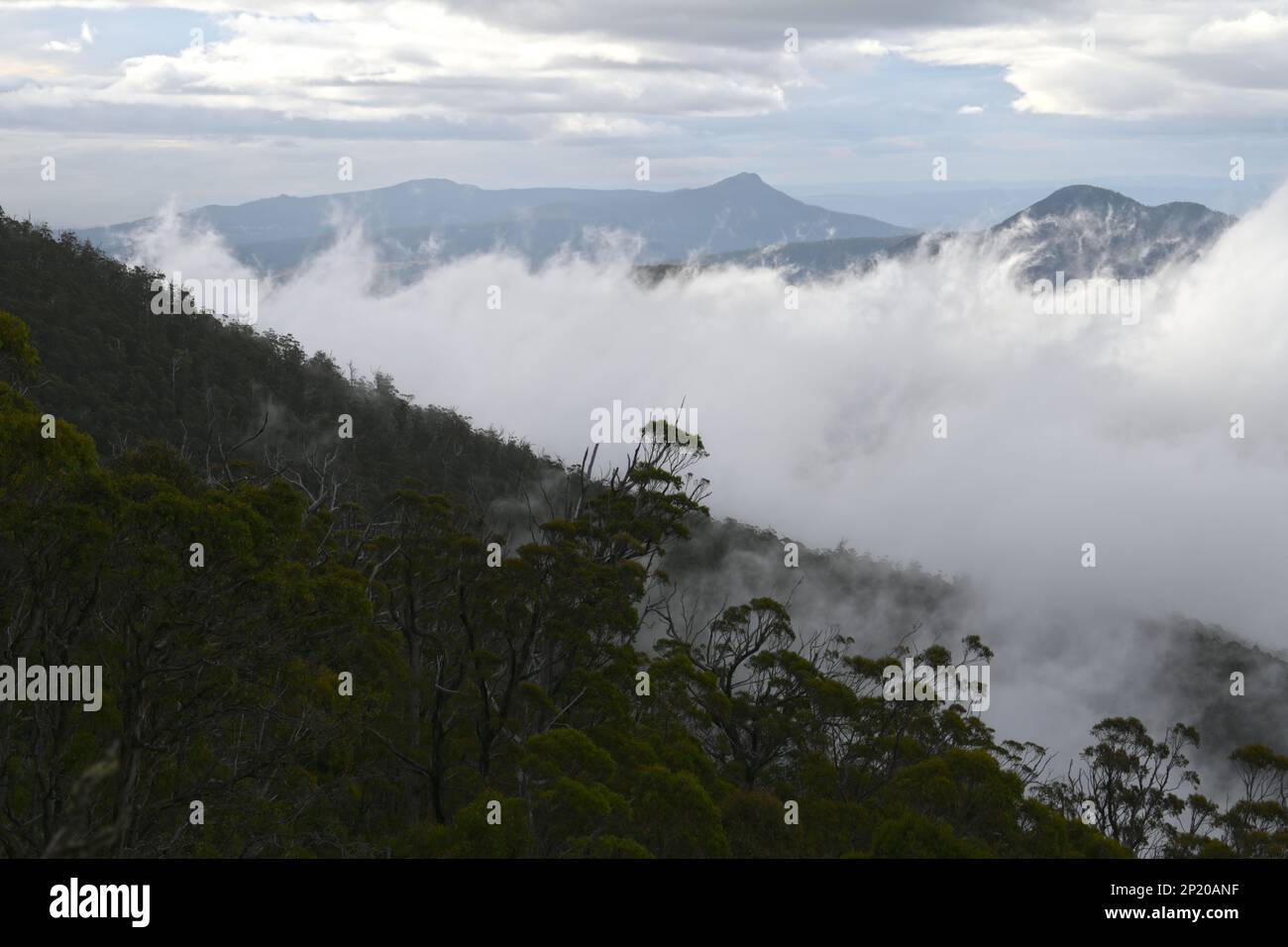 Über den Baumwipfeln des Mount Wellington säumen die einheimische Vegetation und der riesige Eukalyptus die Berge und die niedrige Wolke füllt das Tal darunter Stockfoto