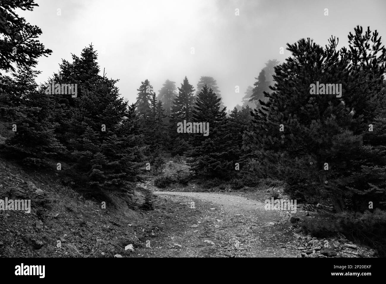 Berglandschaft mit geschnittenen Baumstämmen Stockfoto