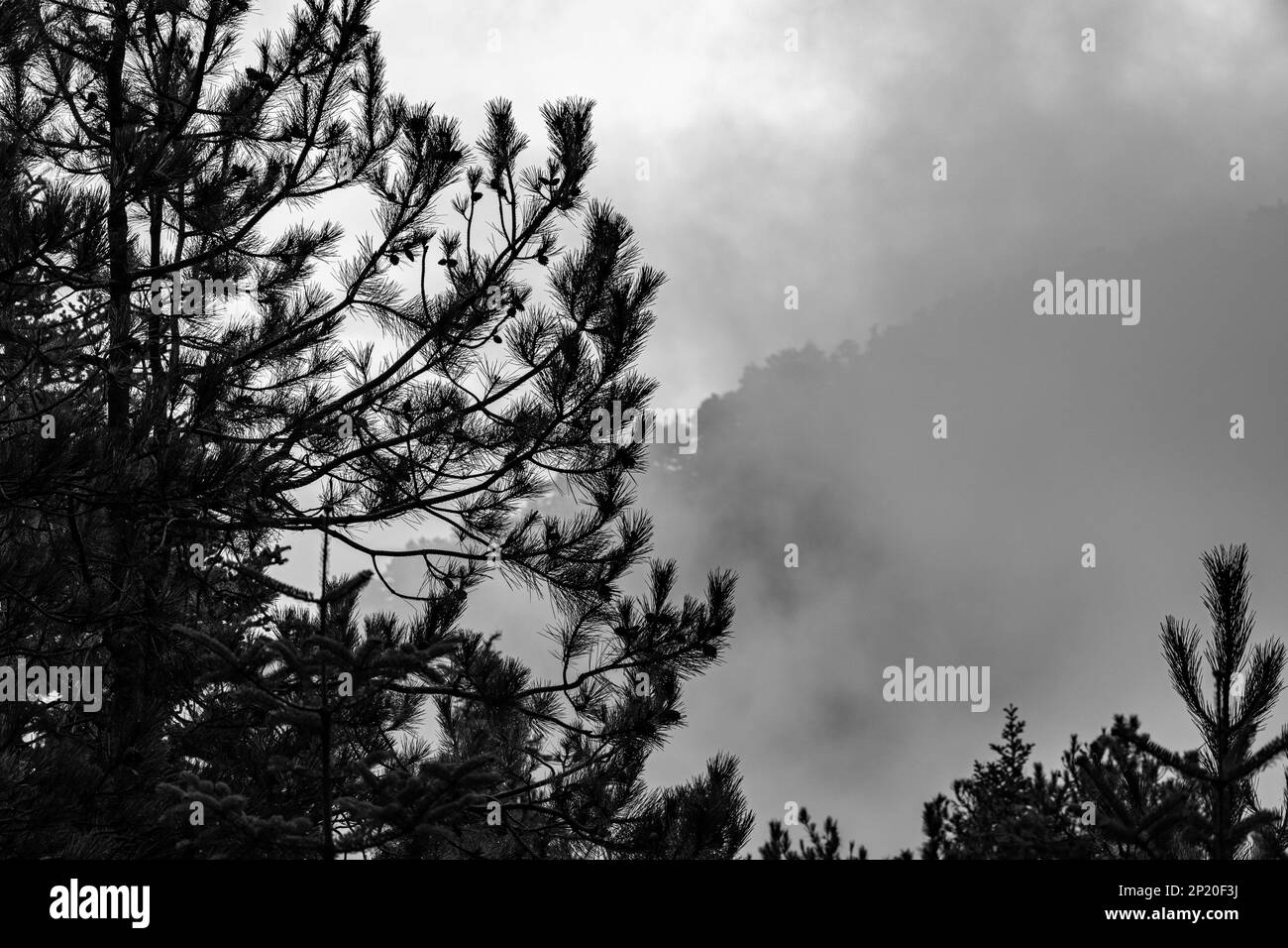 Berglandschaft mit geschnittenen Baumstämmen Stockfoto