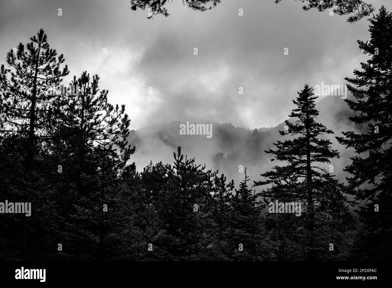 Berglandschaft mit geschnittenen Baumstämmen Stockfoto