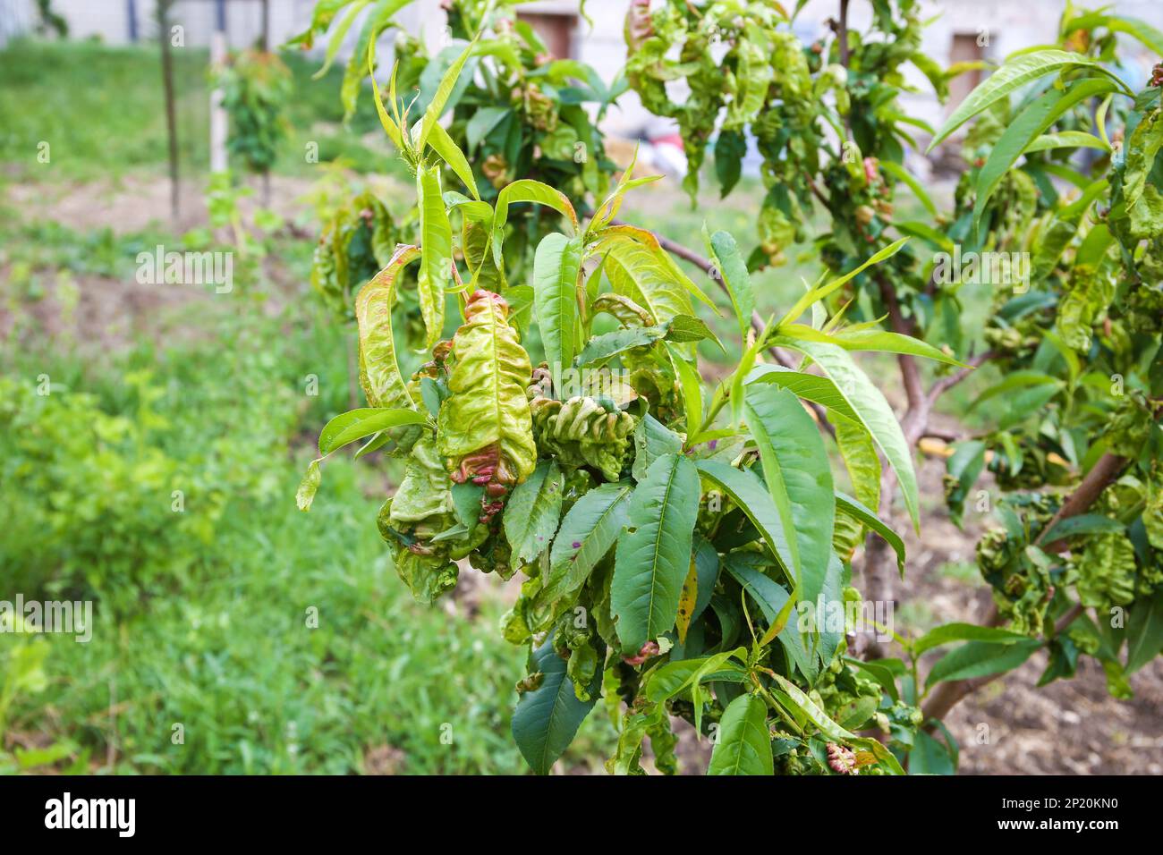 Pfirsichblätter sind von Pilzen betroffen. Konzept von Krankheiten und Schädlingen am Baum. Lockige Pfirsichblätter. Stockfoto
