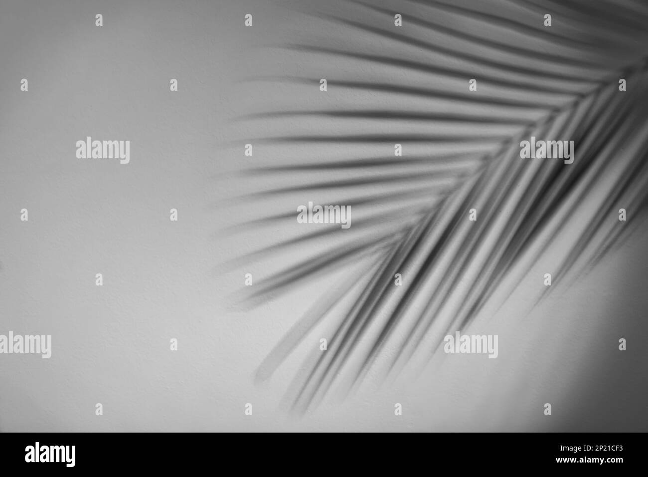 Schatten eines tropischen Palmenzweigs an der weißen Wand. Platz für Text Stockfoto