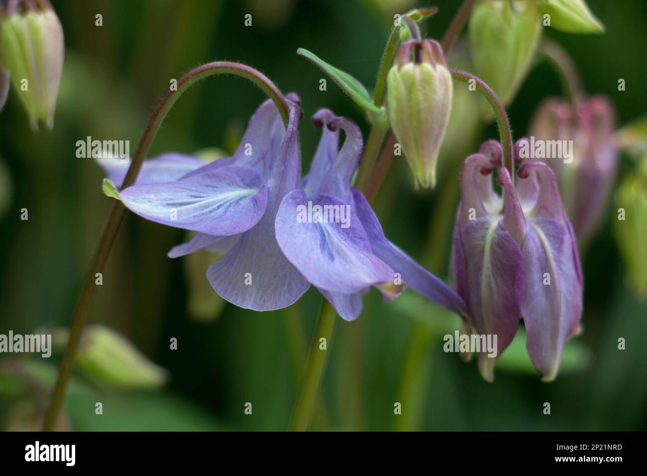 Lila Kolumbinenblüten und -Knospen, Aquilegia vulgaris, Grannys Hauben mit Blütenblättern, blühend im Sommer, natürlicher grüner Hintergrund verschwommen Stockfoto